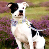 Personalised Collar and Lead Set